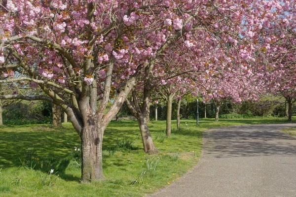 Kirschbäume Blühen Auf Einem Feldweg — Stockfoto