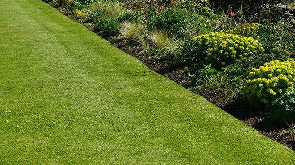 Groen Gras Bloemen Het Zomerpark — Stockfoto