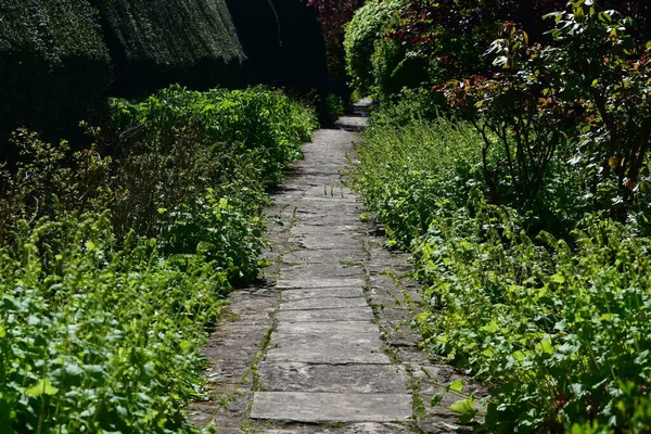 Chemin Dans Parc Été Verdoyant — Photo