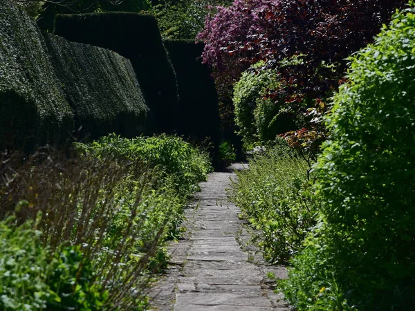 Chemin Dans Parc Vert Jardin Vert Pendant Journée — Photo