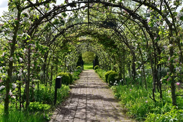 Scenic View Paved Path Arched Apple Tree Trellis Green Leafy — Stock Photo, Image