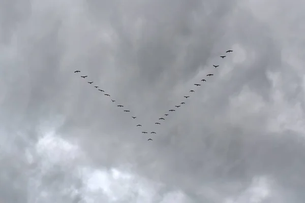 Uccelli Volanti Cielo Nuvoloso — Foto Stock