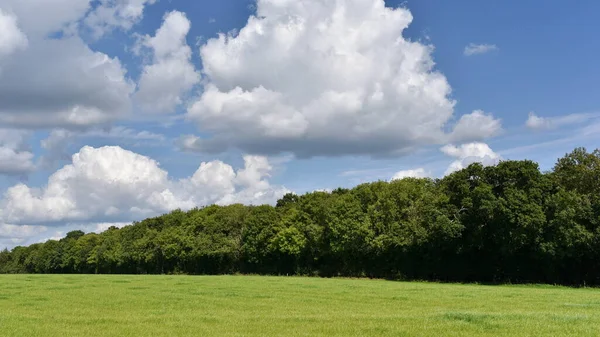 Campos Verdes Campo — Fotografia de Stock