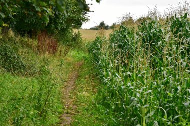 Kırsalda yeşil mısır tarlası