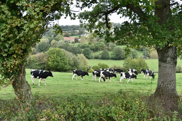 奶牛白天在田野里吃草 — 图库照片