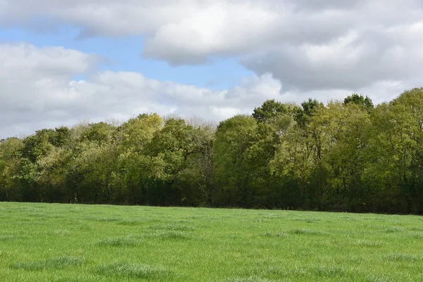 Granja Paisaje Campos Verdes Cielo Nublado Azul Por Encima — Foto de Stock