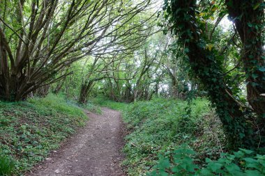 Güzel yeşil yapraklı bir ormanda yol