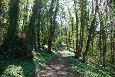 Güzel yeşil yapraklı bir ormanda yol