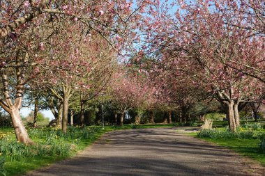 Kiraz Çiçeği Yolu 'nun Güzel Bahçe Manzarası