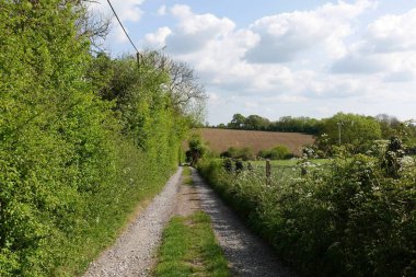 Yeşil yapraklı ağaçlar ve çitlerle kaplı dar kırsal yol