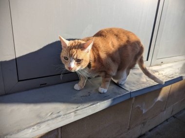 Güneşli bir günde pencere pervazında kızıl tekir kedi