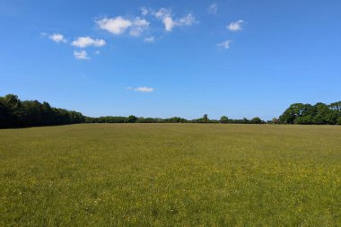 Yazın yeşil tarla, yukarıda mavi bir gökyüzü