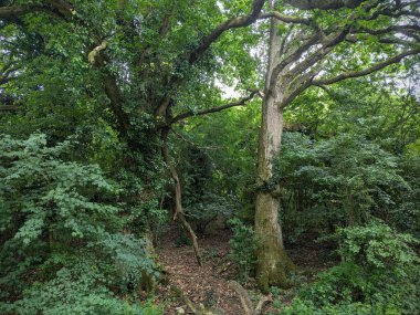 Yeşil Ormandaki Yapraklı Yapraklar ve Ağaçlar