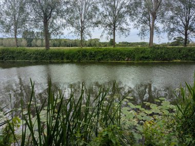 Nehir kenarındaki ağaçlar ve bitkiler, yani İngiltere 'de Wiltshire kırsalından geçen Avon Nehri.