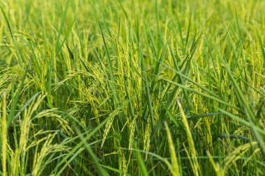 Yeşil pirinç tarlası
