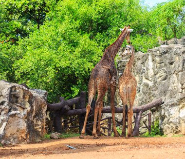 zürafa Hayvanat Bahçesi kafa parçası