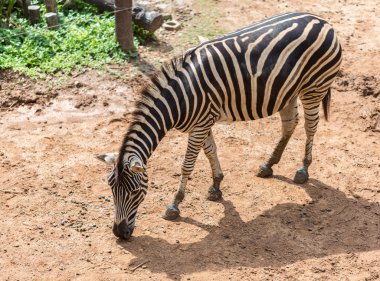 Zebra kuru kahverengi zemin