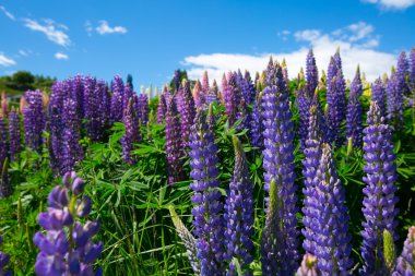 Lupines along Shotover River clipart