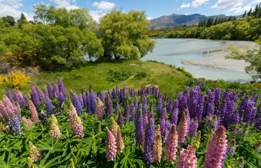 Lupines along Shotover River clipart