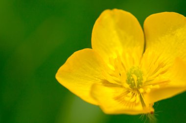 Tek sarı çiçek atış kapatmak