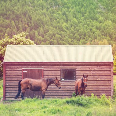 vintage sesi kulübesinde önünde iki at