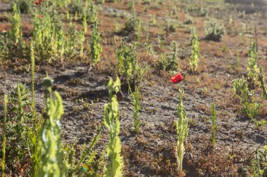 Çölde kırmızı çiçekler