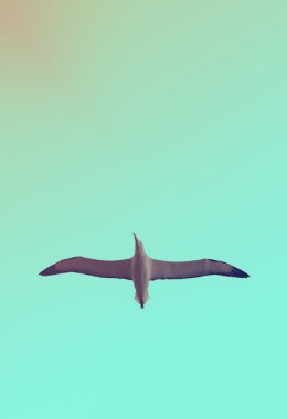 Albatros uçan arka plan görüntüsü