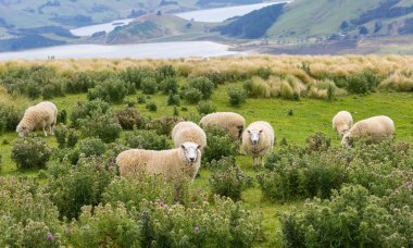 Flocks of sheep graze in the fields with spectacular ocean views clipart