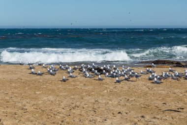 Sahilde deniz arka planda yabani güvercin