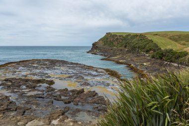 Curio Bay, the Catlins New Zealand clipart