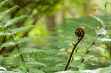 Yeni Zelanda gümüş fern yeni yaprak