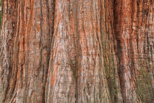 樹皮テクスチャ背景 — ストック写真