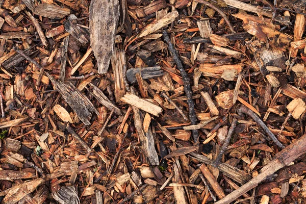 Свежая мокрая древесная щепа из сосны — стоковое фото