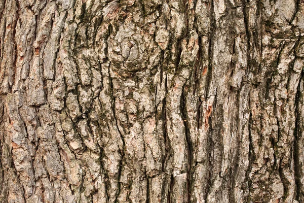 樹皮テクスチャ背景 — ストック写真