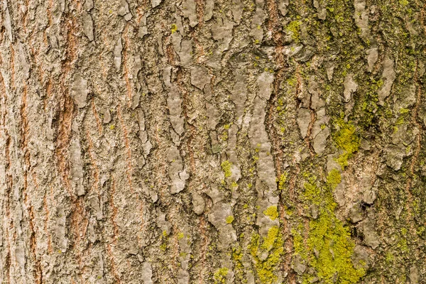 Textura de corteza fondo — Foto de Stock