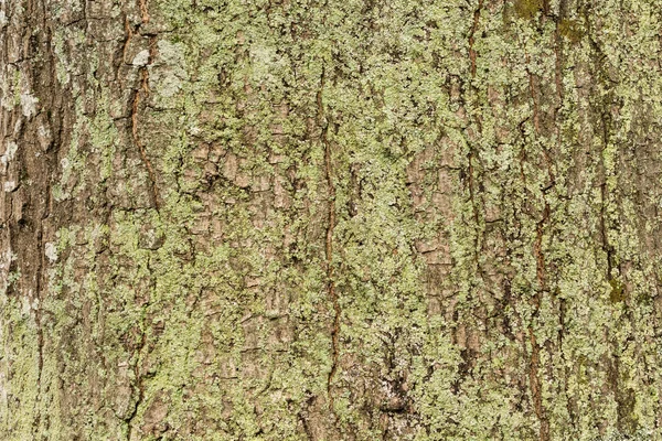 Textura de corteza fondo — Foto de Stock