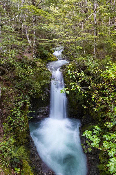 Bonita cascada en bosque de haya —  Fotos de Stock