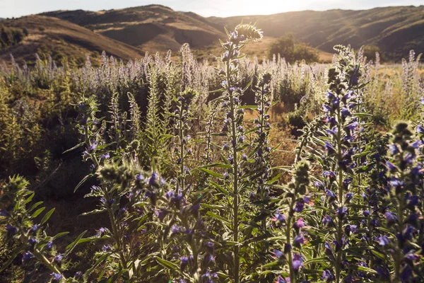 Violette Wildblumen in der Wüste — Stockfoto