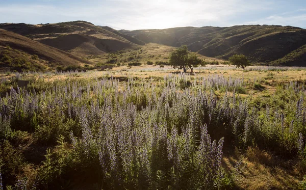 Fleurs sauvages pourpres dans le désert — Photo