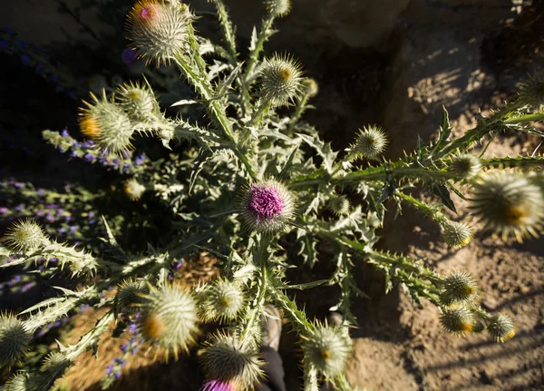 Flores silvestres moradas en el desierto — Foto de Stock