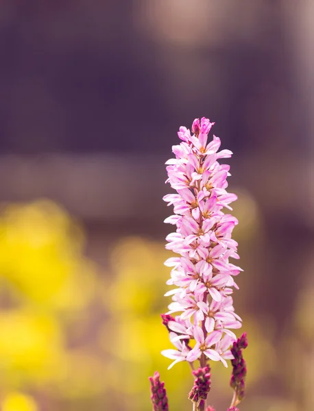 Vintage Ton Blume Hintergrund — Stockfoto