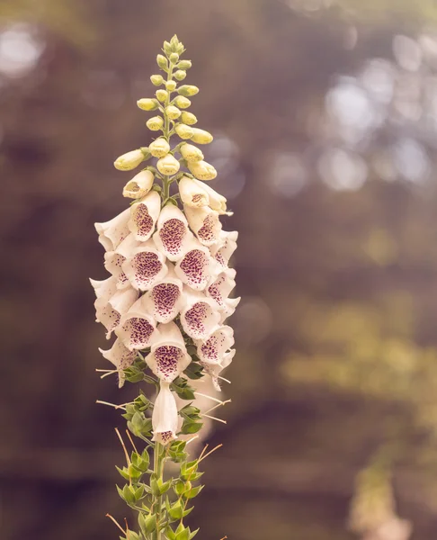 Foxgloves klokvormige in zomer bloei — Stockfoto