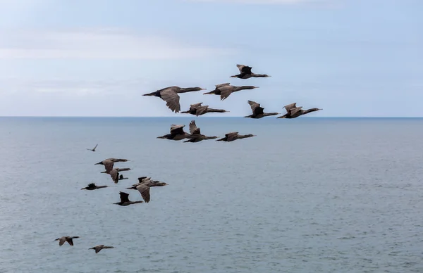 Vögel fliegen über den Ozean — Stockfoto