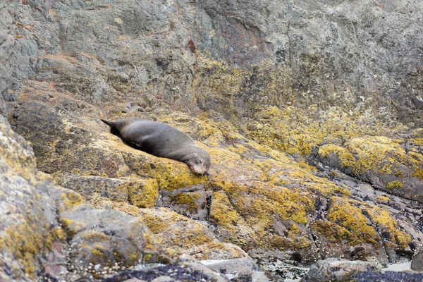 Nový Zéland kožešina seal — Stock fotografie