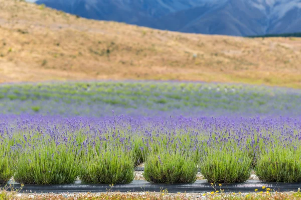 Lavendel veld op weg naar MT Cook National Park — Stockfoto