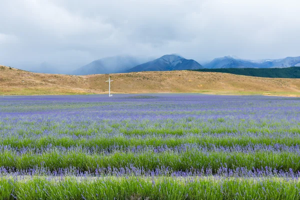 Lavendel veld op weg naar MT Cook National Park — Stockfoto