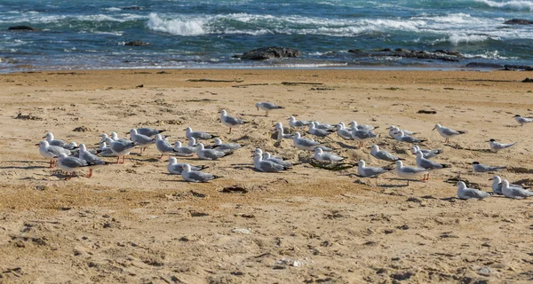 Pigeons sauvages à la plage avec la mer en arrière-plan — Photo