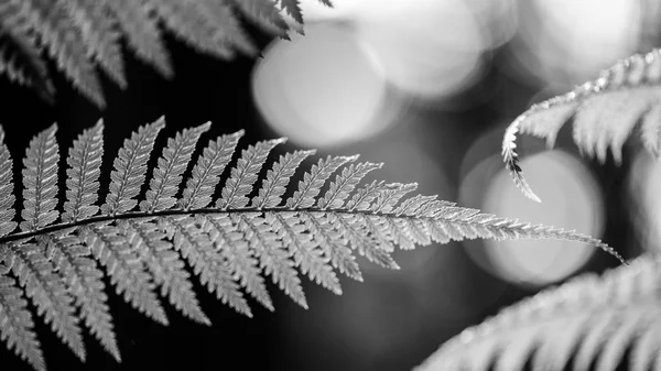 Helecho de plata en blanco y negro —  Fotos de Stock