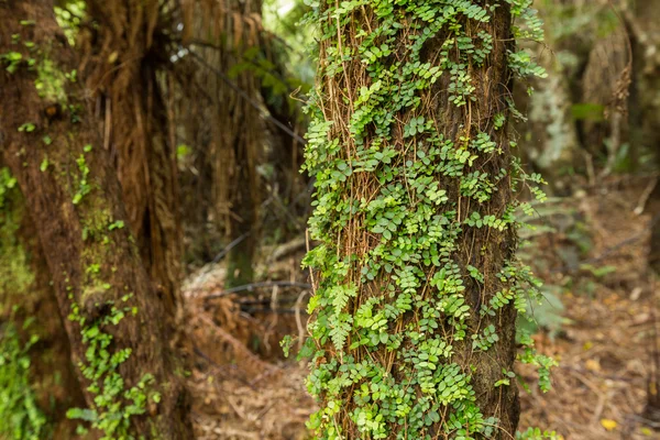 Buisson indigène de Nouvelle-Zélande — Photo