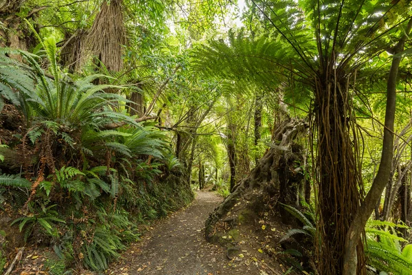 Native bush of New Zealand — Stock Photo, Image